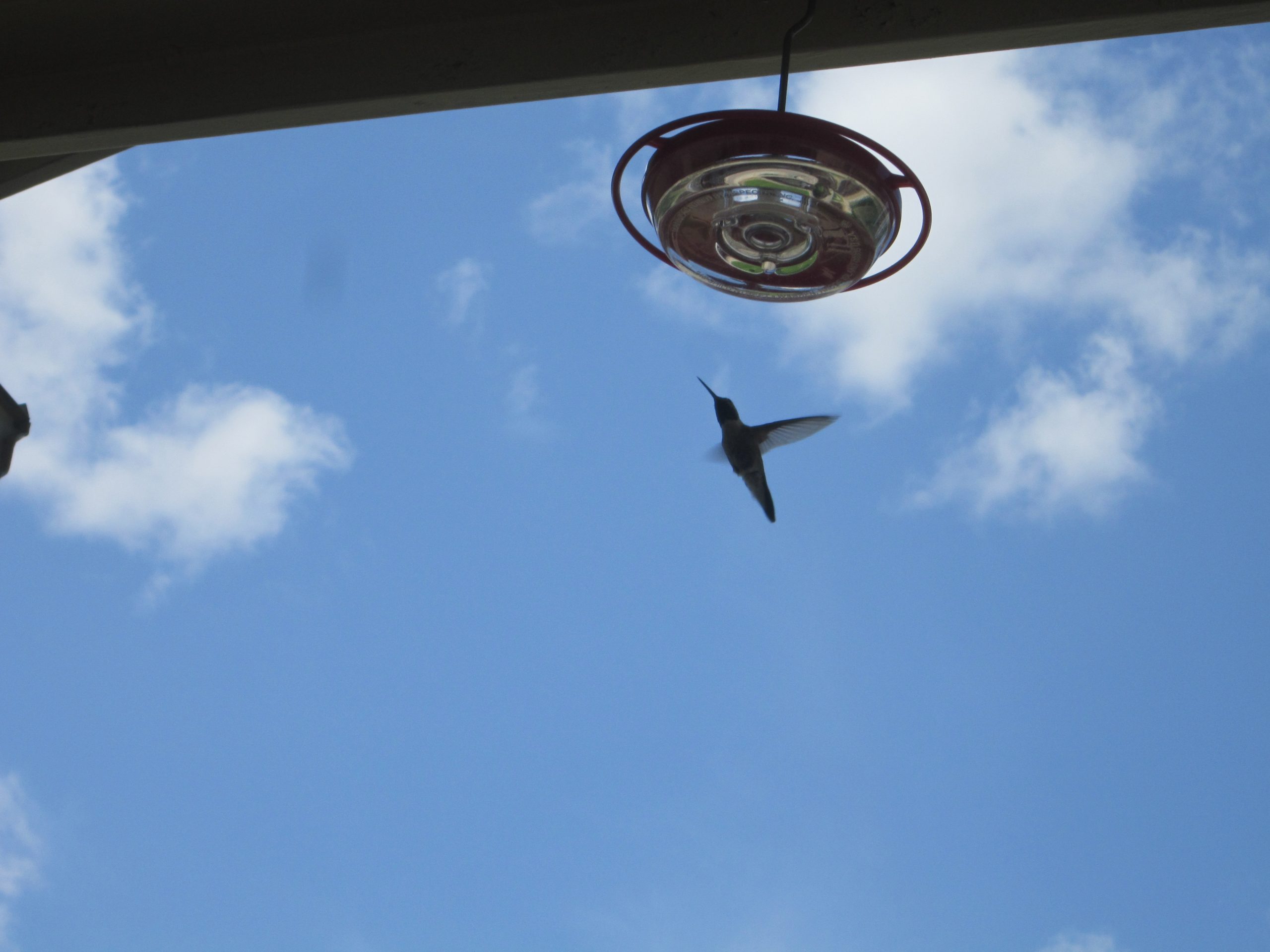 The Hummingbird – An Advent Reflection