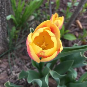 PracticingResurrectionTulip