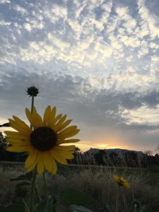 Sunflower-Bluff