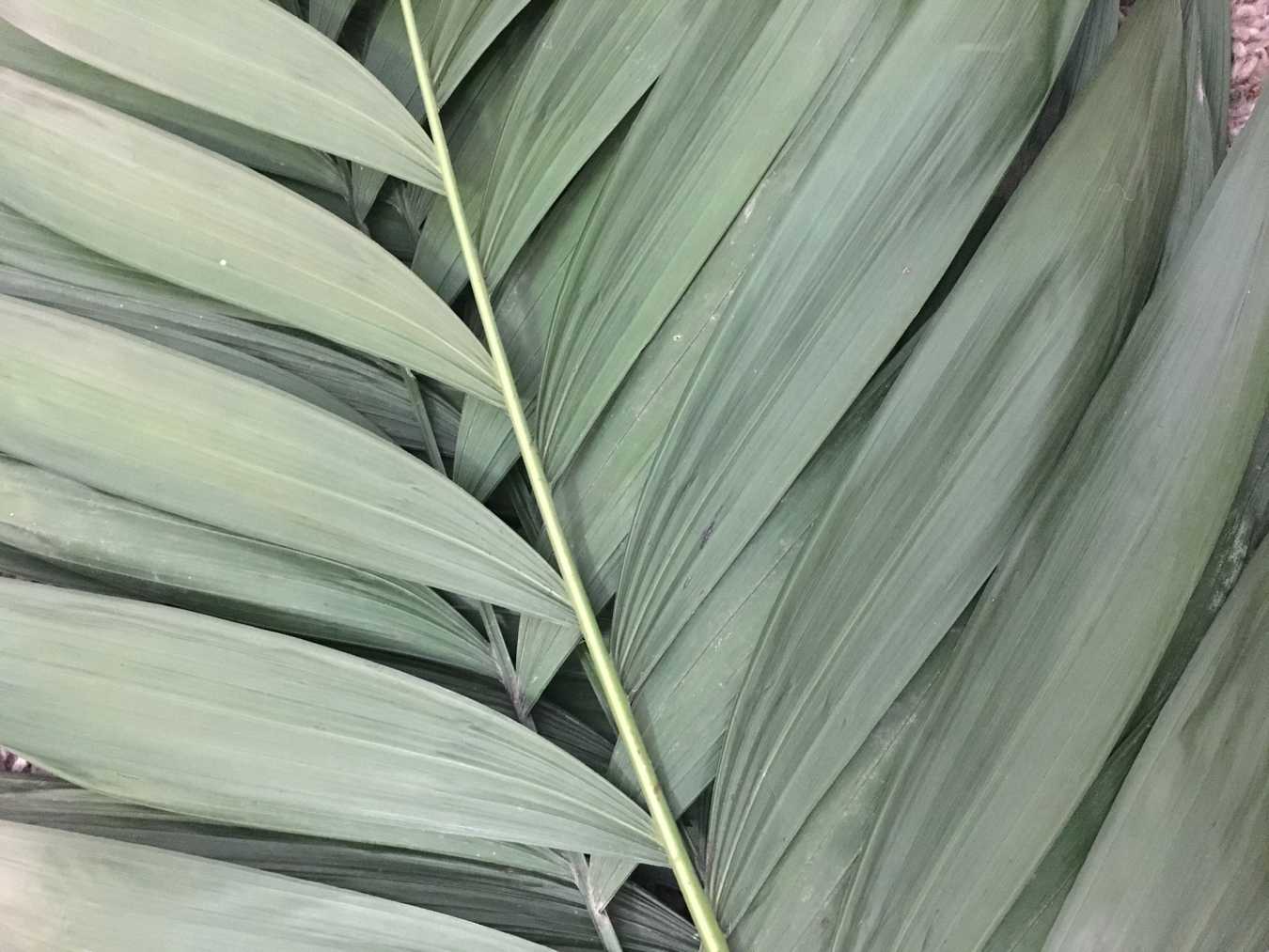 More Than Palms – reflection and Palm Sunday litany